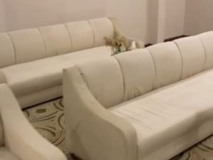 قاعة دايموند فندق جراند بلازا الضباب - 6