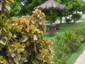 استراحه النسرين صحار - 10